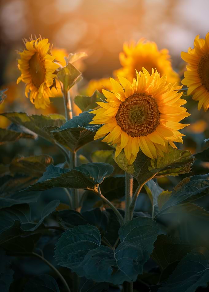 Sunflowers, field, macro