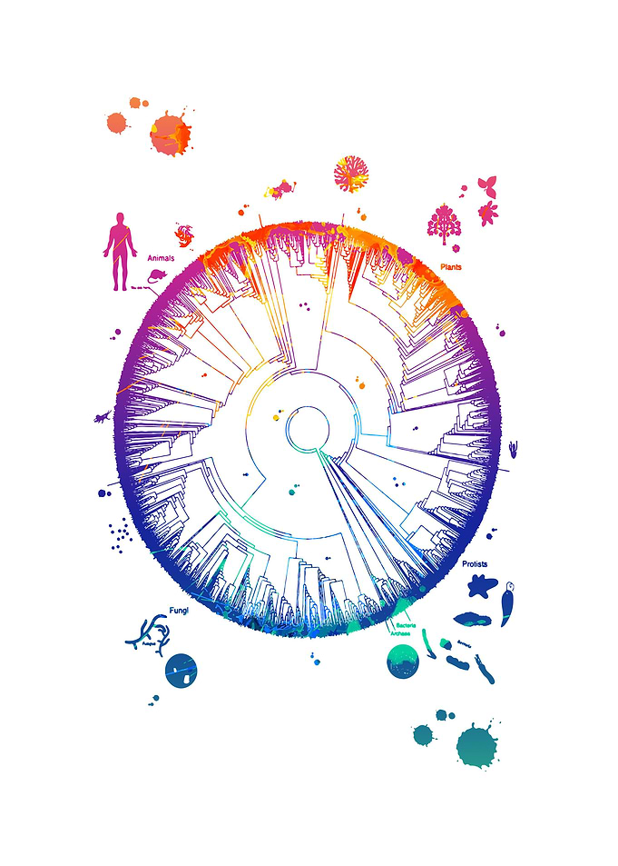 Watercolors Phylogenetic