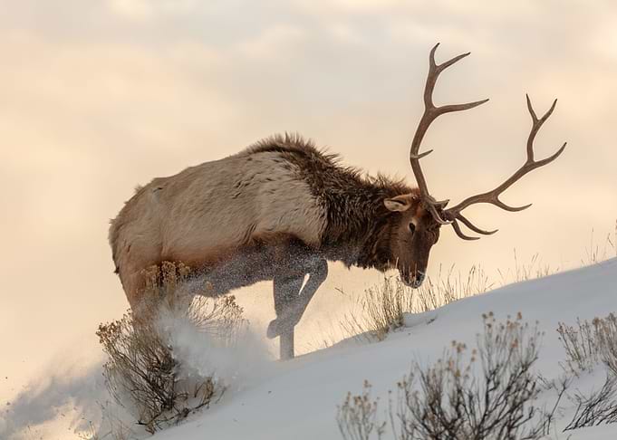 Deer in the Snow