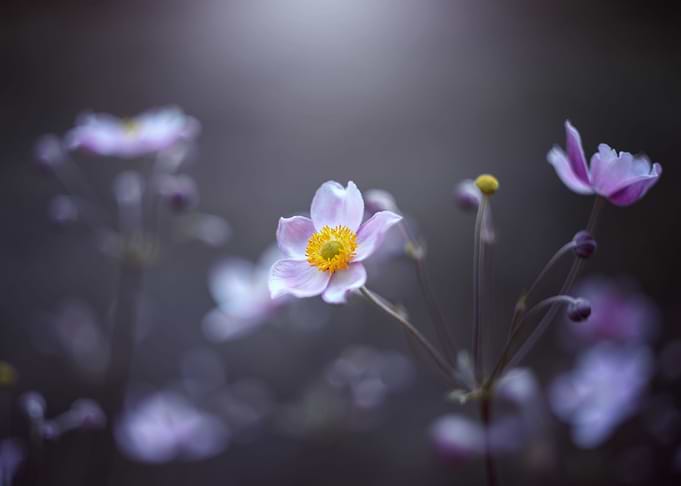 Summer anemones, macro