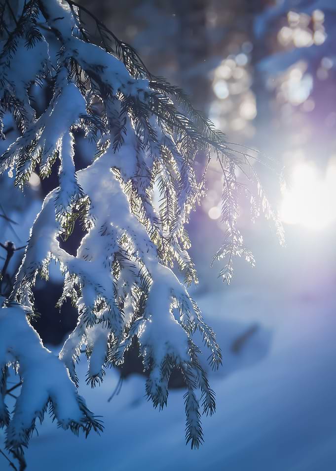Beautiful Winter