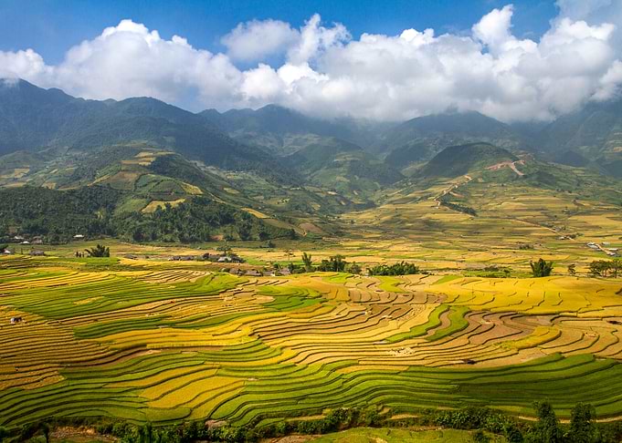 Beautiful ripen ricefields