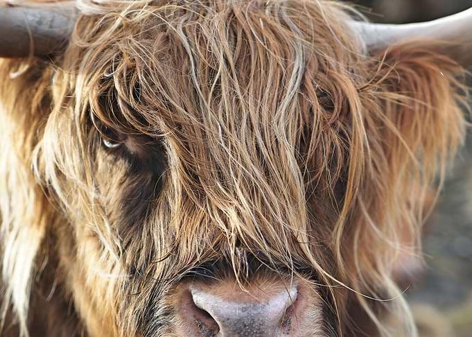 Buffalo