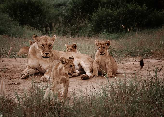Lion, Africa,safari, Kenya