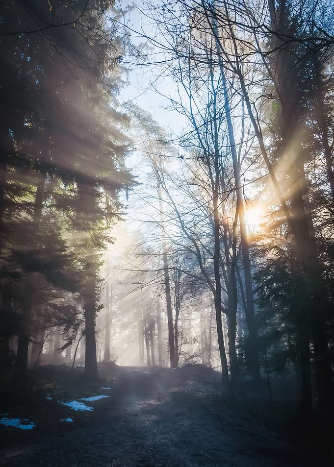 Enlightended Forrest