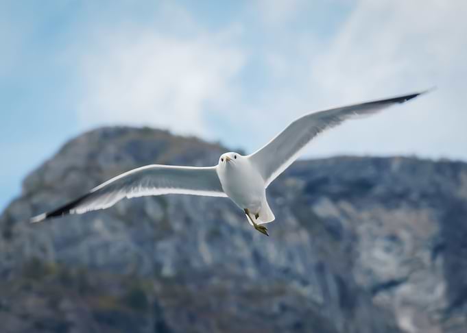 Flying Seagull