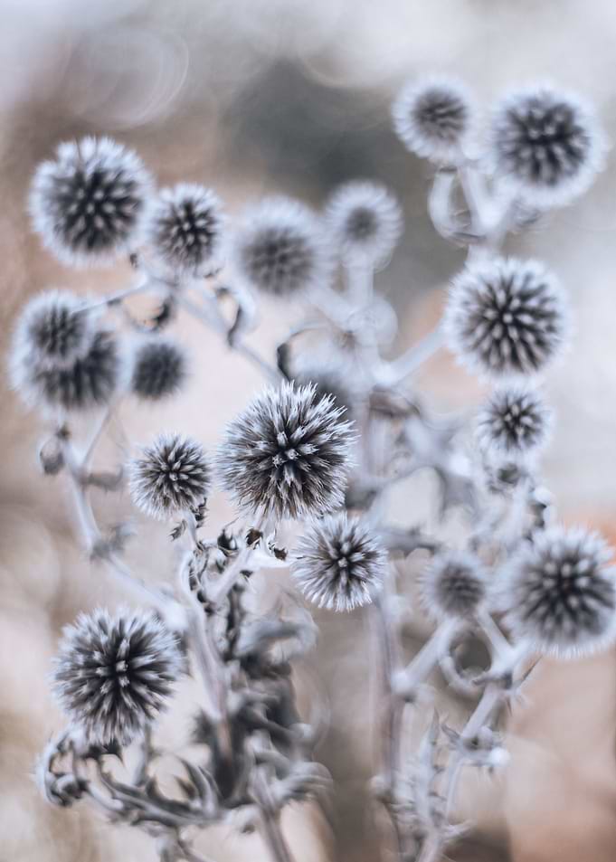 Floral Impression