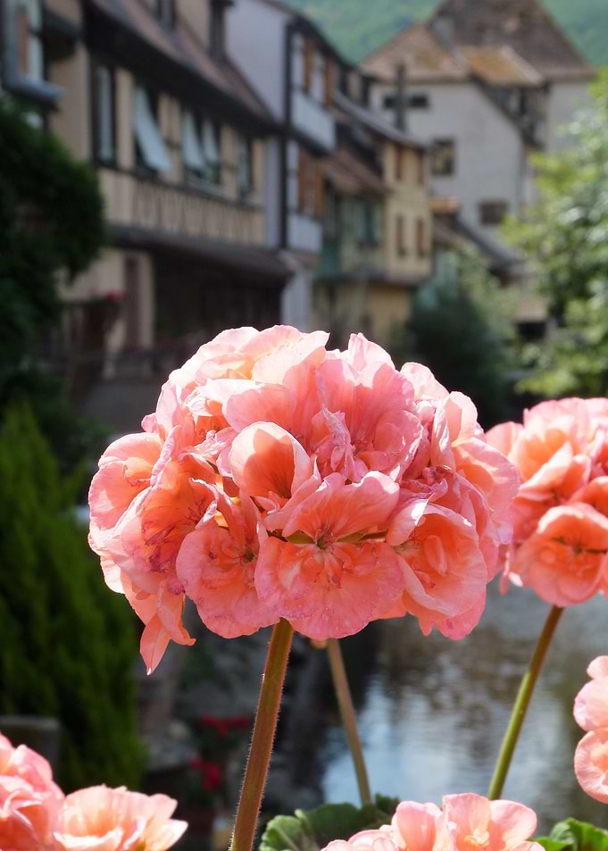 Flowers Worldwide 1