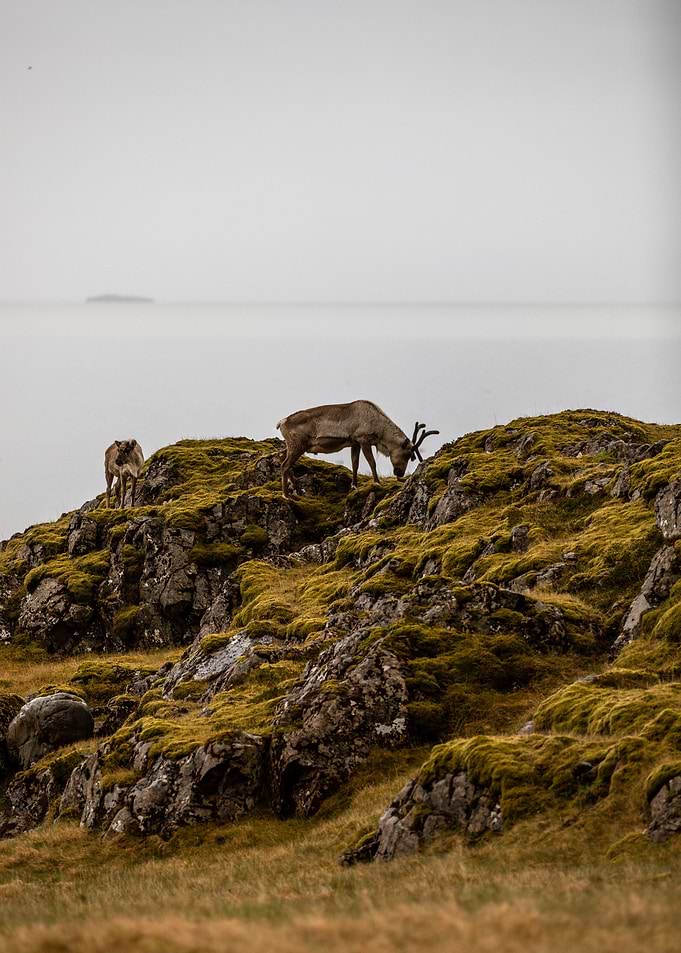 Reindeer Iceland