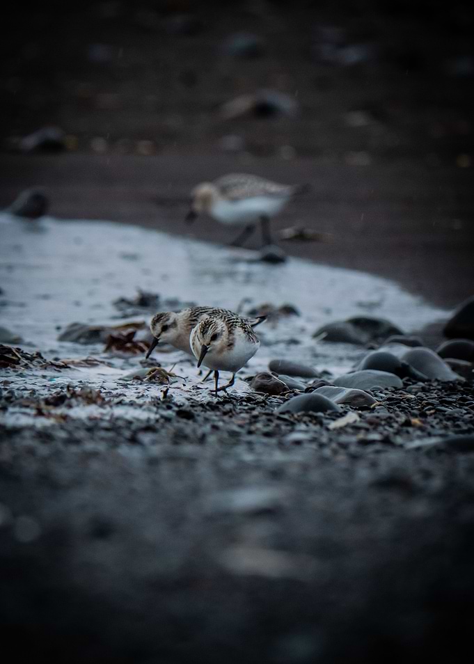 Icelandic Birds on Beach