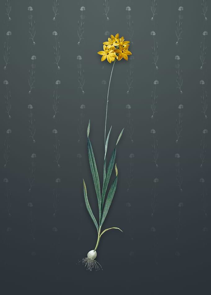 Vintage Orange Ixia