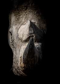Front Rhinoceros Dark