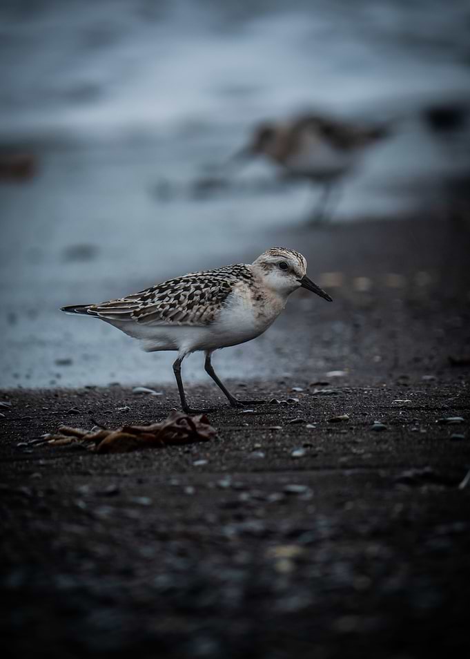 Icelandic Bird on Beach