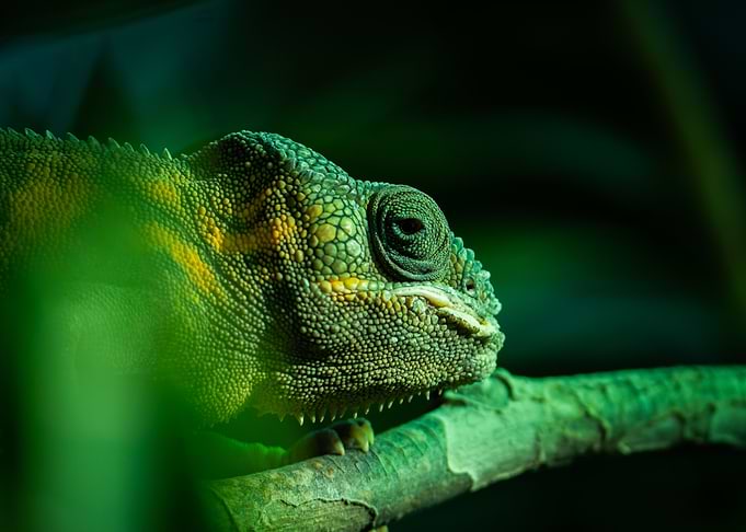 Green Chameleon