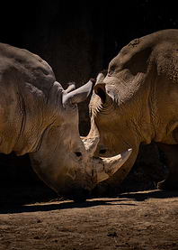 Double Rhinoceros
