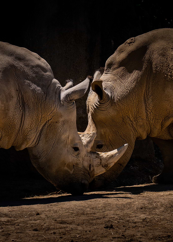 Double Rhinoceros