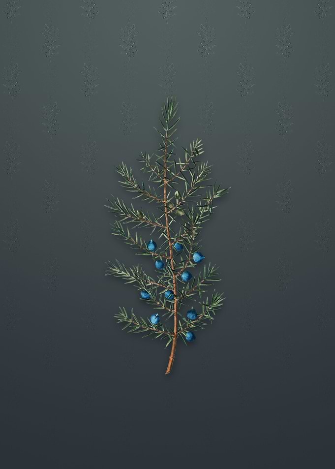 Vintage Common Juniper
