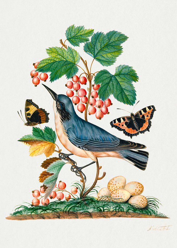 Colorful botanical vintage