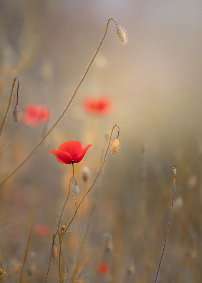 Red field poppies, macro