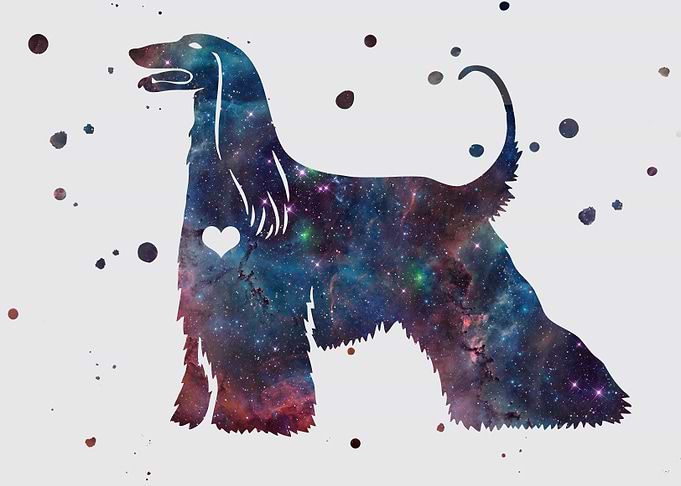 Afghan Hound