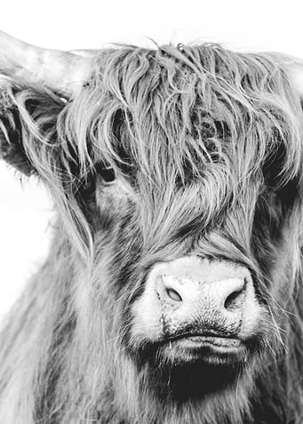 Highlander Cow