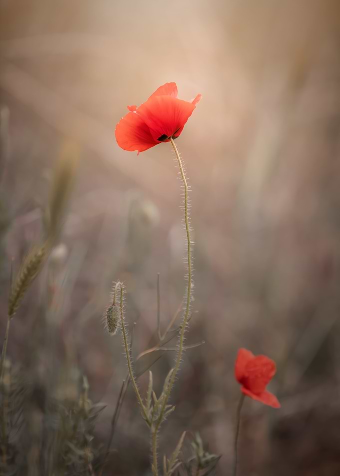 Red field poppies, macro