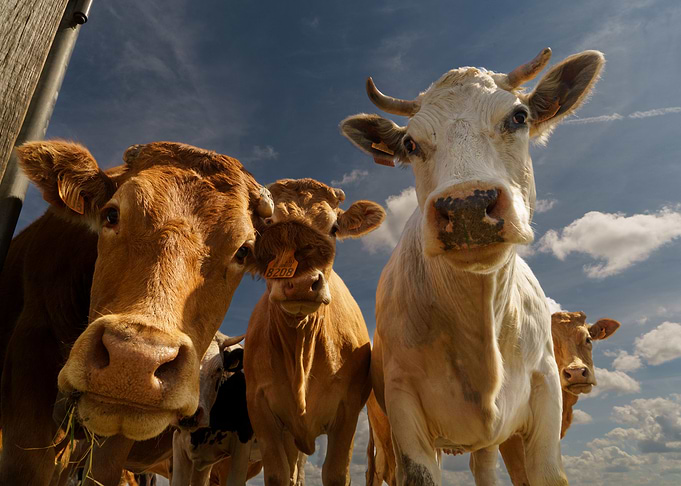 Nosy cows