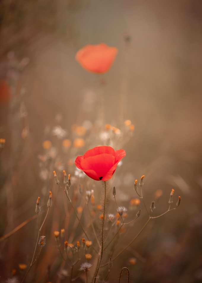 Red field poppy in meadow