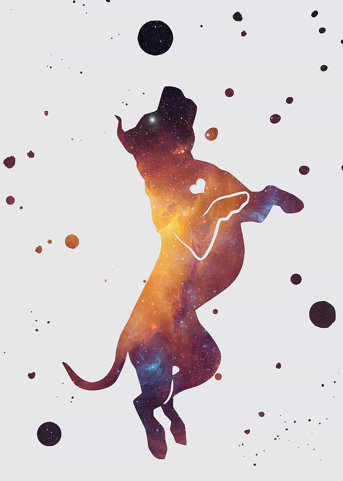 Jumping dog