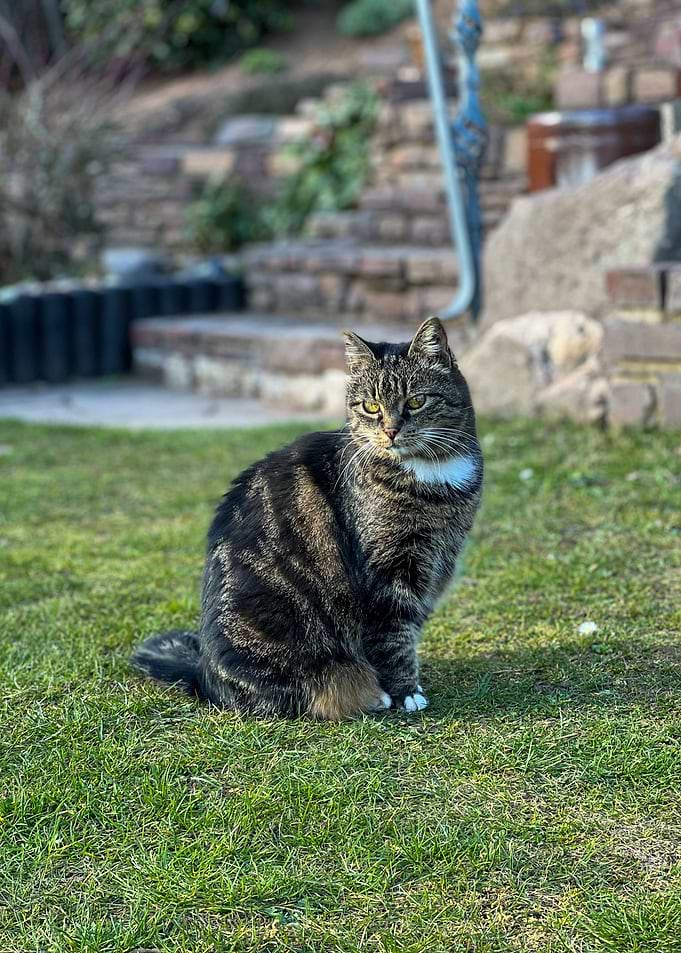 Cat in the garden