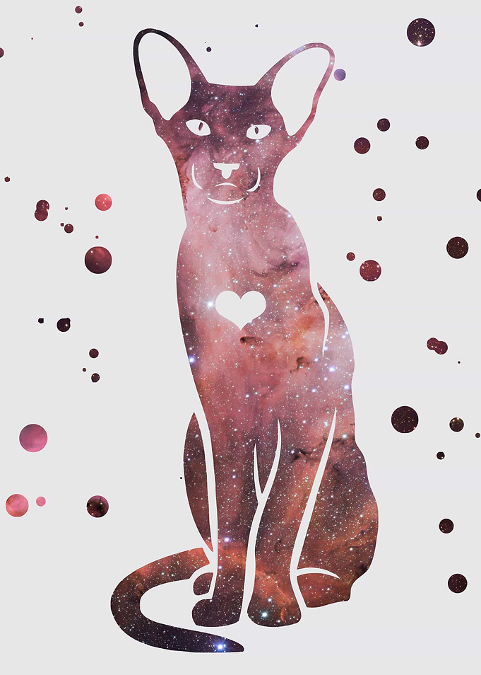 Oriental shorthair cat