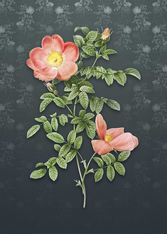 Red Sweetbriar Rose