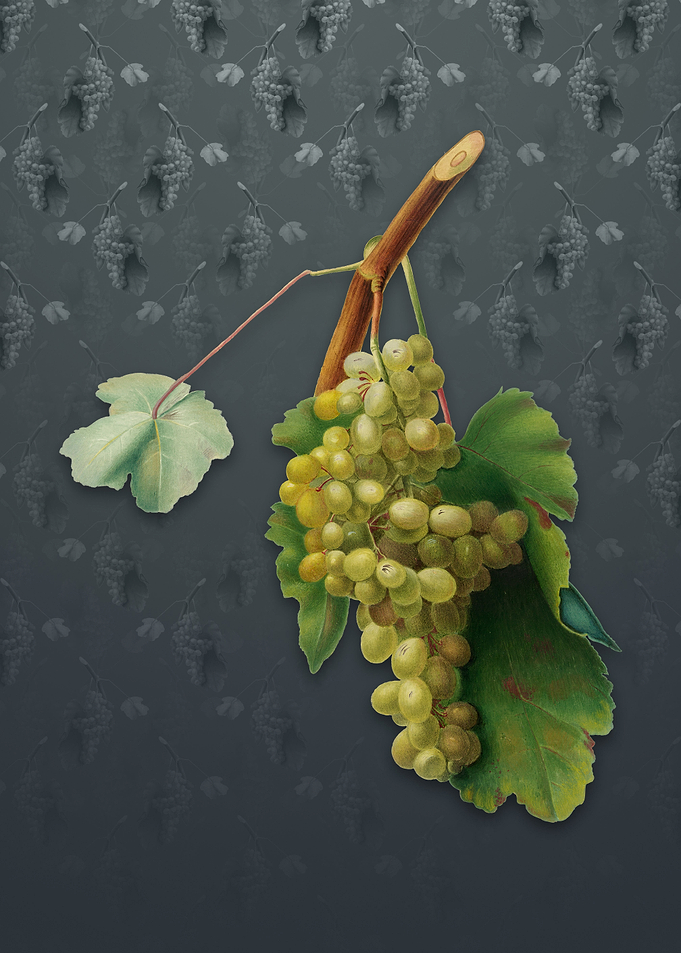 Grape Vine on Slate Gray