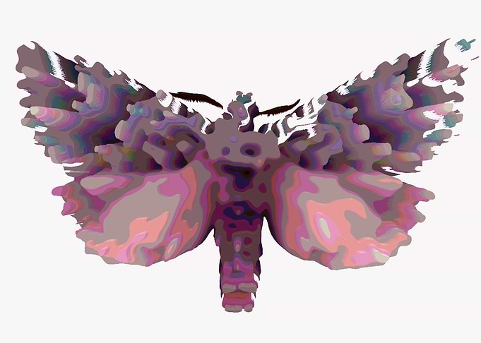 Night moth