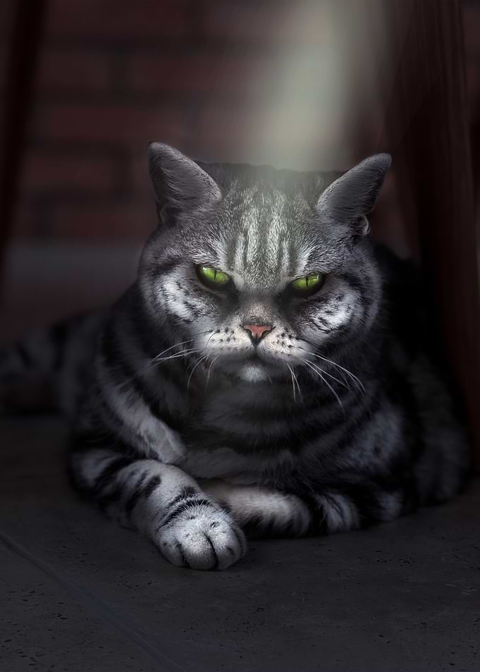 The Cat