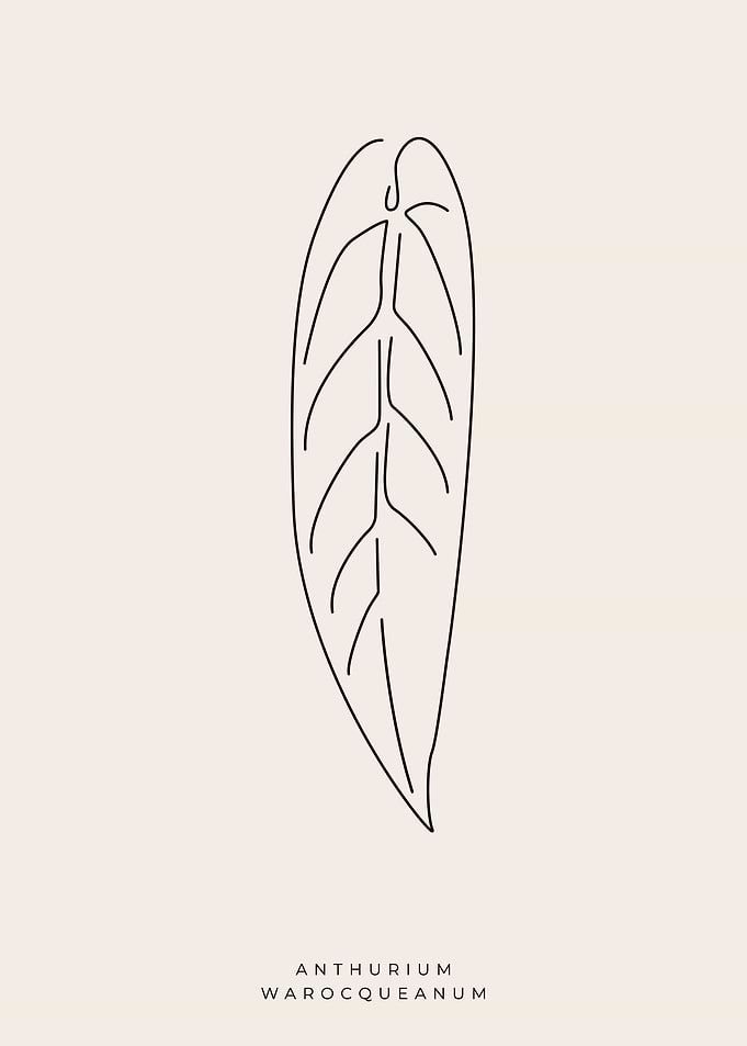 Anthurium warocqueanum 01