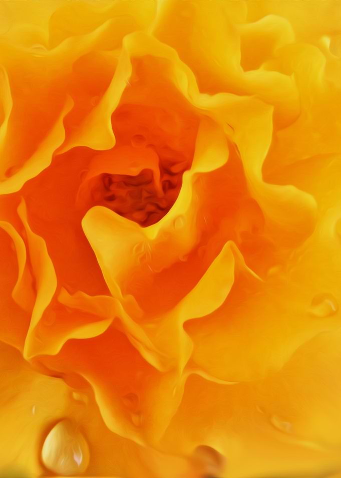 Yellow Rose