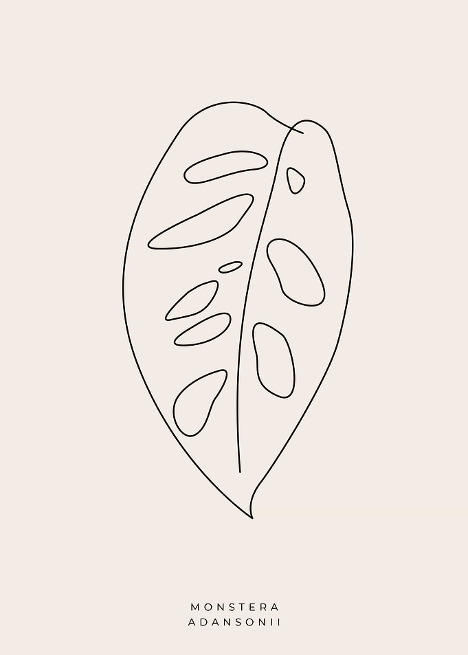 Monstera adansonii 02