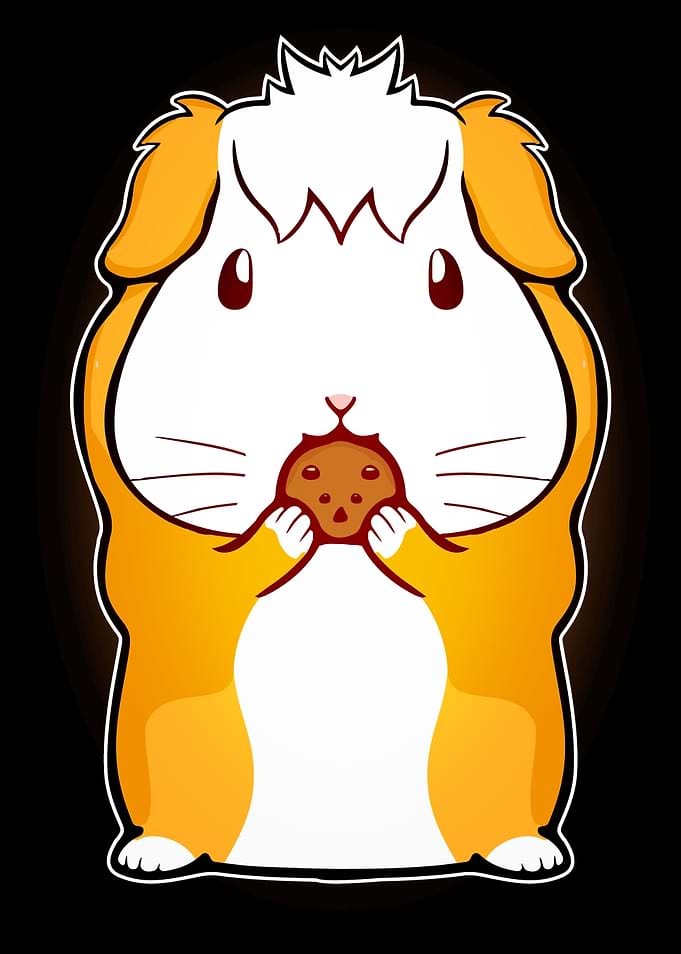 Cute Guinea Pig Eat Cookie