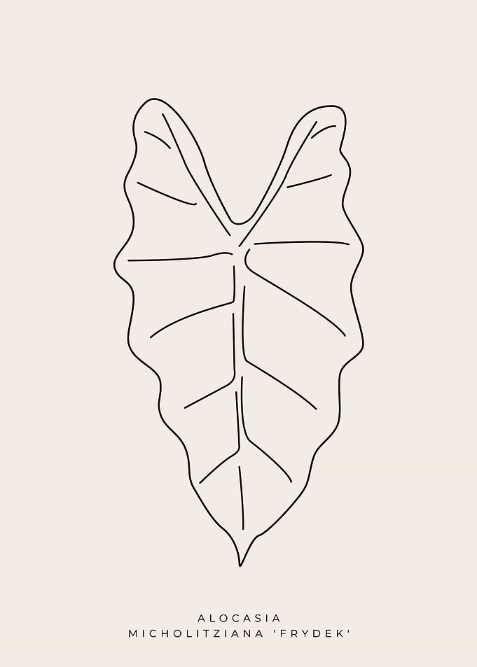 Alocasia Frydek 01