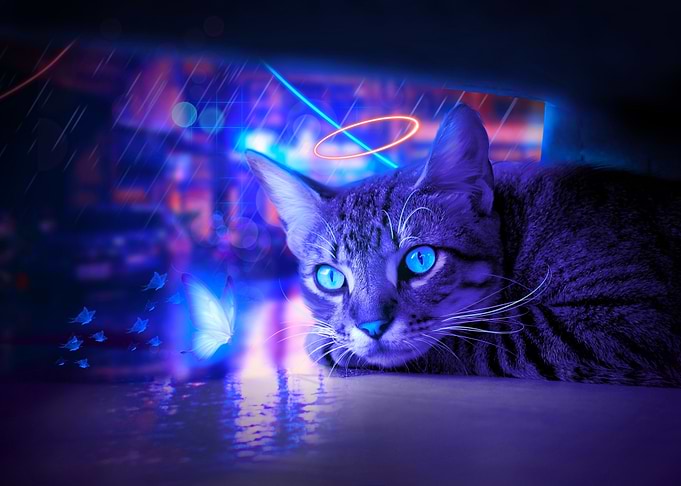 Dream cat