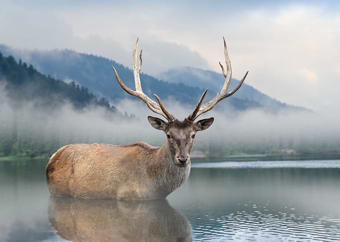 Deer in lake
