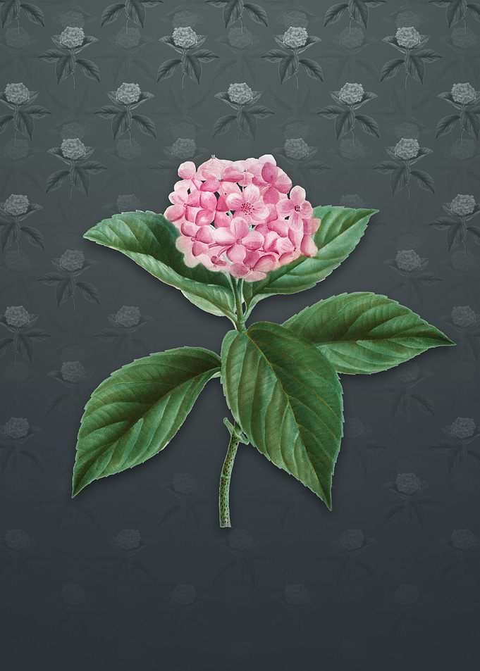 Vintage French Hydrangea