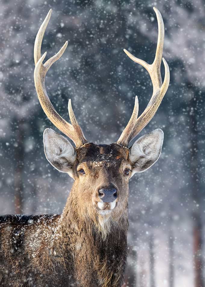 Deer in forest
