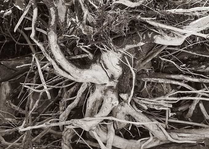 Driftwood Tree