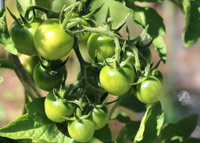 Bunch of green tomatoes