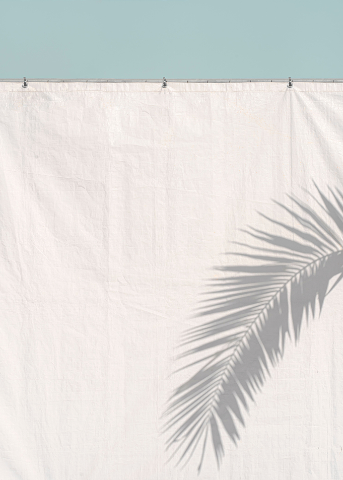 Palm Shadow