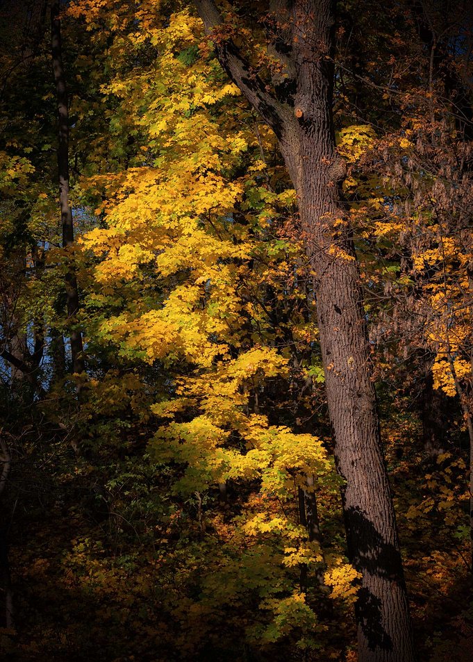 Autumn Tree At Sunset