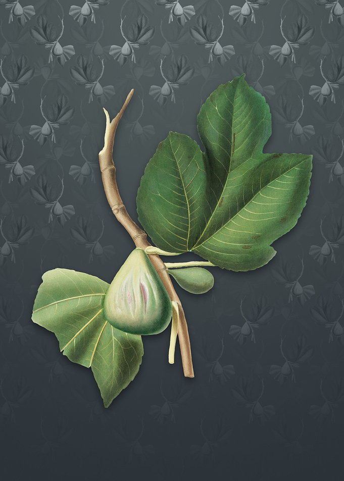 Vintage Fig on Slate Gray