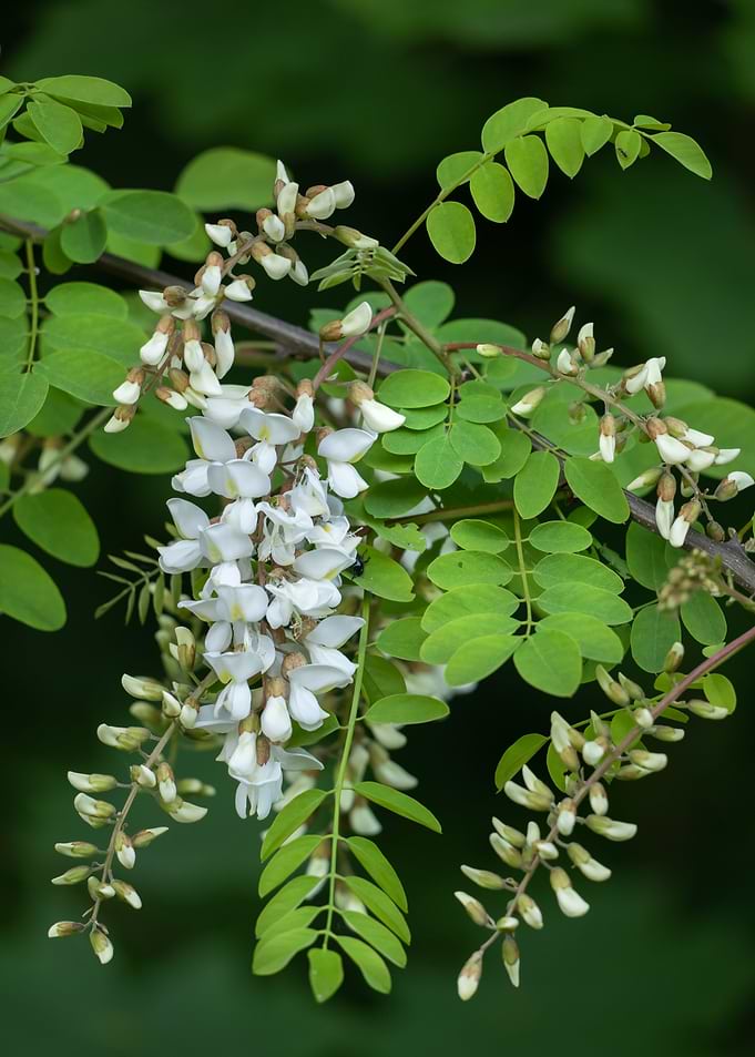 Robinia Acacia Flowers